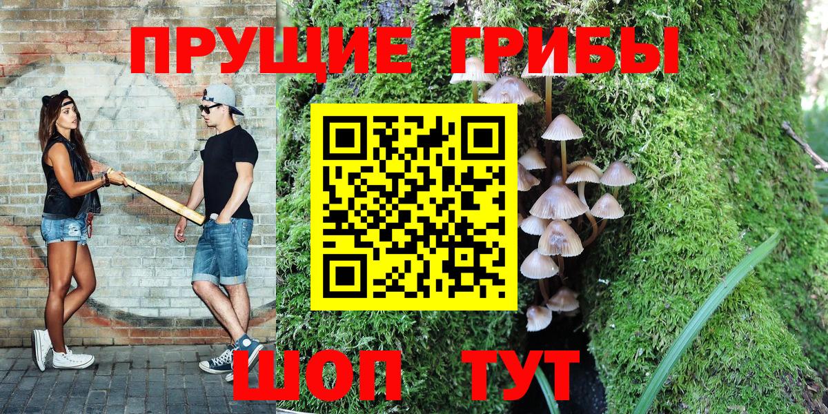 Псилоцибиновые грибы Psilocybe Элиста