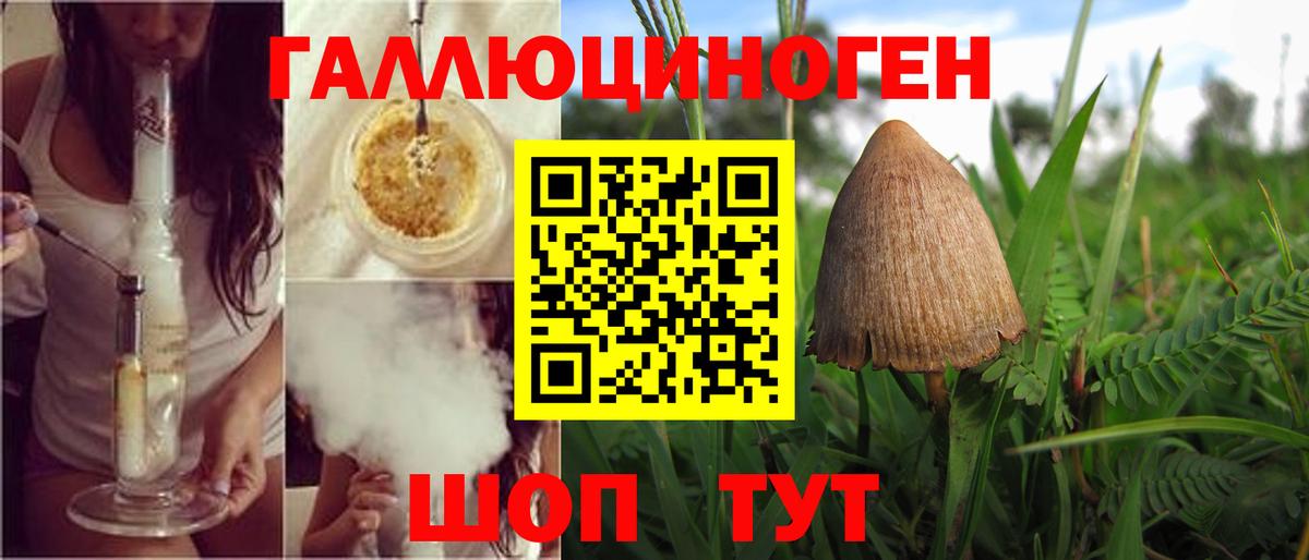 Элиста  Псилоцибиновые грибы Psilocybine cubensis  Вход с VPN 